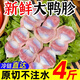 新鮮鴨珍冷凍鴨肫散養大號鴨胗鴨胃鹵味食材鴨胗鴨郡 甄選精品【大鴨胗4斤】