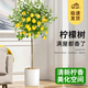 花翁香水檸檬樹(shù)1.4-1.6m圓柱盆帶果或花室內客廳大型盆栽綠植源頭直發(fā)