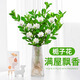 臨雅水培植物九里香盆栽桌面驅(qū)蚊綠植室內(nèi)茉莉鮮花水養(yǎng)花卉懶人四季開 水培梔子花1盆