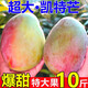 壹萌果蔬凱特芒芒果當季現摘四川大芒果新鮮水果青芒果整箱送禮 9斤老樹(shù)果丨單果450g+ 凈8.5斤
