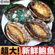 鮮太公【深海珍品】現捕鮮活大鮑魚(yú)  冷鏈直達 鎖鮮到家 活凍鮑魚(yú)500克/8頭【41-45g/只】5斤