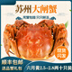 【活蟹】陽(yáng)澄迦大閘蟹 現貨鮮活螃蟹公蟹可全母蟹生鮮 精品六月黃2.5-2.8兩十只禮盒裝