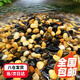 茨格曼魚缸底砂 魚缸造景石 雨花石 鵝卵石 夜光石溪流石 五彩石白石子 魚缸造景-天然溪流石2.5kg