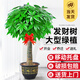 靜黛軒發(fā)財樹(shù)盆栽大型綠植辦公室喬遷開(kāi)業(yè) 獨桿1.4-1.6m福字盆源頭直發(fā)