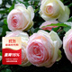 虹越（HONGYUE）經(jīng)典月季盆栽苗3L龍沙寶石花園庭院藤本灌木月季花卉KS-LC 【經(jīng)典爬藤月季】粉色龍沙寶石（3升苗帶盆）