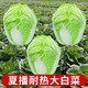 夏天抗熱夏陽(yáng)大白菜種子耐熱50天小院四季蔬菜秋播耐寒白菜種籽 夏陽(yáng)50天白菜原裝1000粒