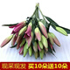 禾之潤香水百合花鮮花云南昆明基地直發(fā)批鮮切家用水養插花 大促銷(xiāo)粉紅色百合20朵 關(guān)注店鋪送進(jìn)口營(yíng)養液
