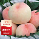 虹越2025家庭桃樹(shù)果苗盆栽南方北方庭院水蜜桃桃蟠桃黃桃子果樹(shù)苗HN 水蜜桃（湖景蜜露）1加侖盆栽苗