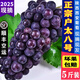 菓靈稥陜西戶太八號(hào)葡萄 順豐空運(yùn) 西安特產(chǎn)戶縣滬太8號(hào)葡萄新鮮水果 普通裝 5斤 順豐空運(yùn)