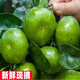 云南蜜桔早熟青皮橘子酸甜現(xiàn)摘新鮮桔子應(yīng)季孕婦水果綠皮酸橘子 3斤 精選裝丨店長力薦