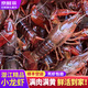 百味殿湖北潛江自產(chǎn)自銷清水稻田鮮活小龍蝦5斤裝大蝦超大（干凈免刷） 456中號凈重五斤(19-21只/斤)
