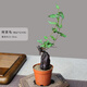何首烏盆栽盆景老樁植物根球盆景爬藤植物中草藥植物盆栽微型盆景 80#何首烏(5年根球) 帶盆栽好