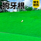 草籽草坪草種子10斤裝矮生四季青免修剪耐旱庭院公園球場高檔綠化 狗牙根包衣10斤【矮生耐熱】