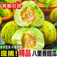 京府香園東北香瓜八里香花蕾甜瓜花姑娘新鮮脆甜應季多汁蜜瓜現(xiàn)摘水果整箱 精選9斤裝