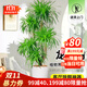 花財主大型盆栽綠植 檸檬樹(shù)鴨腳木發(fā)財樹(shù)天堂鳥(niǎo)綠植室內客廳大盆栽 多頭龍血樹(shù)1.3-1.5米【鉆石盆 含盆