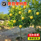 【帶營(yíng)養杯發(fā)貨】冬蜜黃晶果樹(shù)果苗盆栽四季種植苗當年結果嫁接苗 黃晶果6號 高度(100-110cm)嫁接苗當年結果