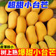 云南小臺芒果新鮮水果 小臺農芒應當季水果現摘小芒果 9斤帶箱(凈重8.5) 精選老樹(shù)特惠便宜單果30g+