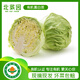 北菜園有機圓白菜400g 卷心菜包菜新鮮蔬菜【進店多樣加購】北京延慶