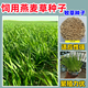 蓿蕾進(jìn)口牧草種子黑麥草高蘇丹草苜蓿草玉米草牧草種籽魚(yú)草兔豬牛羊雞 飼用燕麥草種子【畝用量15斤】 10斤裝