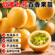瑯闕欽蜜9號黃金百香果樹(shù)果苗庭院地栽南北方種植2棵40-50cm源頭直發(fā)