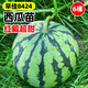 原起點(diǎn)西瓜嫁接苗麒麟西瓜苗秧8424美都2K家庭陽(yáng)臺盆栽水果四季蔬菜苗 8424西瓜苗 6棵【紅瓤超甜】
