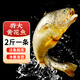 尚致冰鮮黃花魚(yú)青島新鮮大黃魚(yú)生鮮黃魚(yú)鮮活冷凍特大深海魚(yú)海鮮禮盒 特大黃花魚(yú)2斤/條【1條】?jī)糁? title=