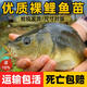 四川裸鯉魚(yú)魚(yú)苗無(wú)甲無(wú)鱗養殖食用淡水魚(yú)紅鯉魚(yú)黑鯉魚(yú)苗鏡鯉大裸斑 12-14厘米裸鯉魚(yú)贈送10% 20條