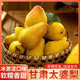 甘肅香蕉梨太婆梨水果新鮮大頭梨茄梨軟梨當(dāng)季整箱啤啤梨10斤包郵 3斤