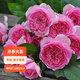 虹越（HONGYUE）花園月季大苗盆栽苗 庭院陽臺藤本灌木月季花卉植物KS-YMS 【灌木月季】龐巴度玫瑰（6升大苗帶盆）