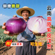 新鮮現(xiàn)挖云南紫皮洋蔥水果洋蔥圓蔥大洋蔥頭農(nóng)家自種蔬菜甜味生吃 紫皮洋蔥 1斤 中小果【帶箱】