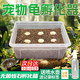 智宙爬寵種龜?shù)胺趸鳠o菌蛭石守宮蛇蛋蜥蜴孵化盒保濕透氣烏龜孵化箱 S碼孵化器1套 適合6個蛋