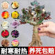 玫瑰花樹(shù)苗老樁月季花苗灌木大花盆栽室內(nèi)外四季開(kāi)特大不支持退貨 混色三顆紅玫瑰*黃玫瑰*白玫瑰
