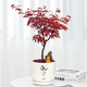 臨雅紅楓盆景樹(shù)苗綠植物室內桌面辦公室內盆栽老樁耐寒配白盆源頭直發(fā)