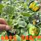 京悠雨羊角蜜超甜香瓜苗四季薄皮高產(chǎn)酥瓜苗甜寶博洋甜瓜秧苗原土發(fā) 冰糖子 苗  5顆