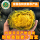 內蒙古沙地貝貝南瓜板栗味甜南瓜內蒙古南瓜沙地內蒙貝貝爆粉南瓜 4.5斤