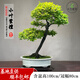卓美御庭小葉紫檀盆景名貴精品盆栽老樁室內(nèi)造型綠植擺件原生臺灣進口真樹 小葉紫檀65號