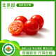 北菜園有機圣女果250g酸甜自然成熟【進店多樣加購】西紅柿有機蔬菜輕餐