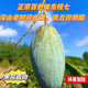正宗廣西百色田東桂七芒果香芒3/5/9斤新鮮水果 正宗田東桂七老樹果【帶點花皮】 9斤特大5兩起
