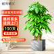 植男植女步步高發(fā)財樹盆栽客廳落地室內(nèi)大型綠植物綠植造型招財樹源頭直發(fā)