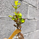 高黎貢山芥草龍鳳草室外高端綠植千人千面高端庭院花鏡組景綠植 芥草小苗 10厘米1株