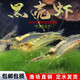 黑殼蝦熱帶觀(guān)賞蝦活體淡水寵物彩色蝦櫻花蝦草缸除藻蝦工具蝦包郵 1-1.5cm黑殼蝦50只送10只備損