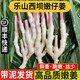 良知農(nóng)哥【順豐】新鮮現(xiàn)挖嫩姜 紅芽嫩姜芽子姜 可做泡姜醋泡姜 四川樂山西壩嫩仔姜5斤 【嫩姜根部都會有絲哦】
