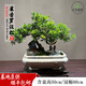 卓美御庭羅漢松盆景室內(nèi)外桌面辦公室庭院老樁真樹(shù)迎客松高端盆栽綠植擺件 精品羅漢松01號(hào)