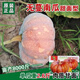 無(wú)蔓南瓜種子甜面南瓜板栗甜栗南瓜種籽窩瓜原裝四季蔬菜種子大全 無(wú)蔓南瓜種子原裝1包約20粒