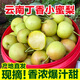 正宗云南丁香梨新鮮水果當(dāng)季現(xiàn)摘高原薄皮脆酥梨香梨太陽雪梨整箱 凈重2斤 大果