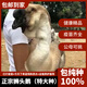 潮汕獅頭鵝苗正宗汕頭小獅頭鵝活苗特大種純種獅頭鵝成年幼苗順豐快遞 買(mǎi)4送1只路損【共5只 3兩左右】