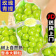 京地達(dá)四川陽(yáng)光玫瑰 凈重4.5斤 單果10g+ 西昌葡萄晴王青提源頭直發(fā)包郵