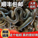 谷艦沐鮮活黑蚯蚓釣黃鱔青蚯蚓活餌大蚯蚓活體垂釣綜合魚(yú)餌最快當日達 大號一斤