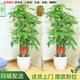 仙植緣【2小時(shí)同城配送】發(fā)財樹(shù)盆栽天堂鳥(niǎo)龜背竹大型綠植開(kāi)業(yè)喬遷植物 |約1.75米|一對步步高發(fā)財樹(shù)|白瓷盆 專(zhuān)車(chē)送貨 更快更好