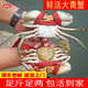 【活鮮】IGIFTFIRE特大青蟹鮮活 超大母膏蟹公蟹肉蟹 中秋禮品 肉蟹 3斤 （6-9只）公母可選